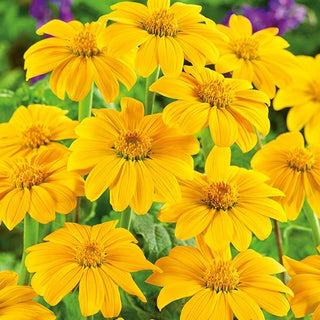 Girasole Messicano - Yellow Torch - Alta e imponente con fitti cespugli - Tithonia rotundifolia
