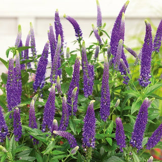 Veronica a Foglie Lunghe - Blu Lavanda - Decorativi, lunghi fiori - Veronica longifolia
