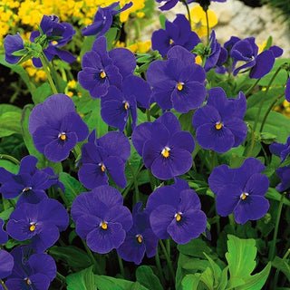 Viola cornuta - Admiration - Violetta dal fascino unico - Viola cornuta