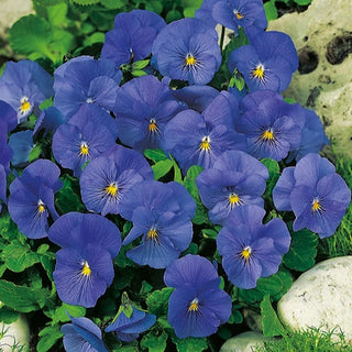 Viola cornuta - Blue Perfection - Toni rilassanti in giardino - Viola cornuta