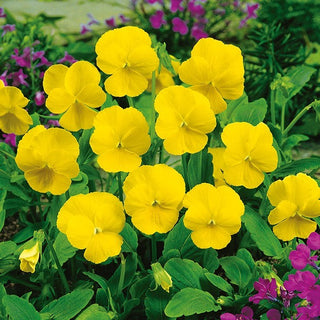 Viola cornuta - Yellow Perfection - Accento solare per le aiuole - Viola cornuta