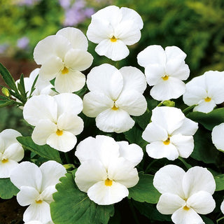 Viola cornuta - White Perfection - In bianco elegante - Viola cornuta