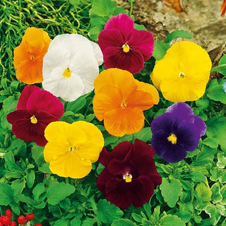 Viola del Pensiero - Clear Crystals - Mix colorato che valorizza ogni balcone - Viola ×wittrockiana