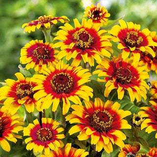 Zinnia fior di Dalia - Sombrero - Miscela di calde tonalità messicane - Zinnia elegans