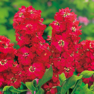 Violacciocca - American Beauty - Colore mozzafiato e profumo inebriante - Matthiola incana