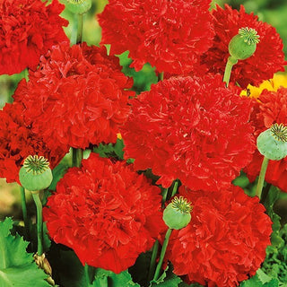 Papavero Fior di Peonia - Scarlatto - Papavero dai petali pieni e rossi - Papaver paeoniflorum