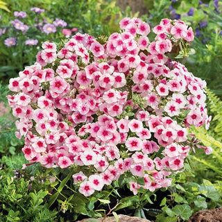 Phlox drummondii - Brilliant - Splendido contrasto in aiuola - Phlox drummondii