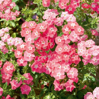 Phlox drummondii - Leopoldii - Salmone con occhio bianco - Phlox drummondii