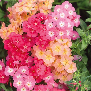 Phlox drummondii - Cecily - Pastello Miscuglio - Fascino pastello del giardino estivo - Phlox drummondii