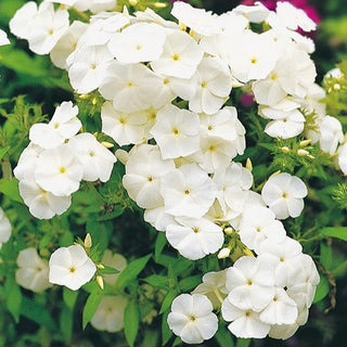 Phlox drummondii - Bianco - Fioritura continua dall’estate all’autunno - Phlox drummondii
