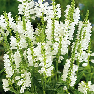 Pianta Obbediente - Bianco - Sottilezza e fascino dei giardini naturali - Physostegia virginiana
