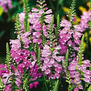Pianta Obbediente - Rosa - Elegante composizione perenne - Physostegia virginiana
