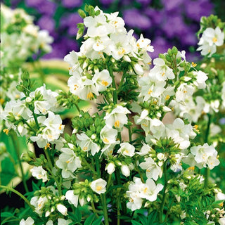 Valeriana Greca - Bianco - Decorazione naturale e romantica per giardini - Polemonium caeruleum