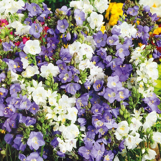 Valeriana Greca - Miscuglio - Perenne, delicati fiori campanulati - Polemonium caeruleum