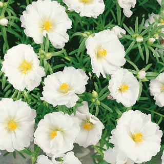 Portulaca Grandiflora - Doppia Bianco - Fiori pieni perfetti per giardini rocciosi - Portulaca grandiflora