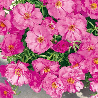 Portulaca Grandiflora - Doppia Rosa - Pianta tappezzante ornamentale per aiuole - Portulaca grandiflora