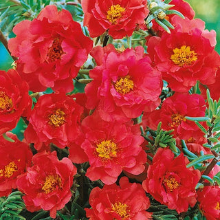 Portulaca Grandiflora - Doppia Rosso - Decorativa, fioritura lunga e intensa - Portulaca grandiflora