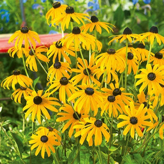 Rudbeckia fulgida - Fiori dorati che attirano gli insetti - Rudbeckia fulgida