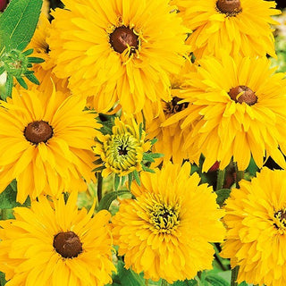 Rudbeckia Doppia - Golden Daisies - Grandi fiori doppi per tutta l’estate - Rudbeckia hirta