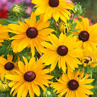 Rudbeckia - My Joy - Fioritura spettacolare, prolungata e abbondante - Rudbeckia hirta