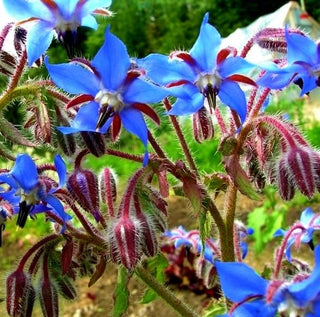 Borragine - Facile da coltivare pianta consociata - Borago officinalis - Busta Grande - 100 g