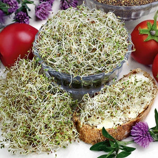 Semi per germogli - Trifoglio - Germinazione rapida, favorisce le difese immunitarie - Trifolium