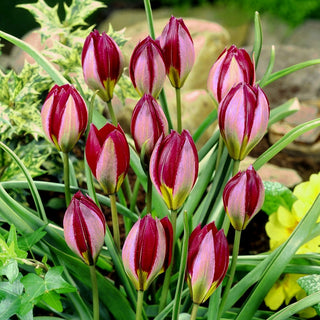 Tulipano - Red Beauty - Tulipa - Porta vitalità dopo l’inverno - 5 bulbi