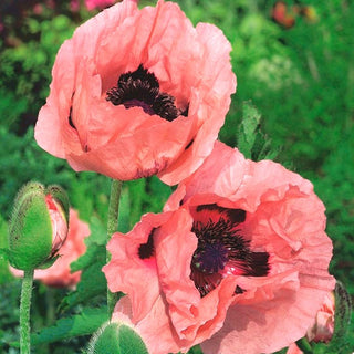 Papavero Orientale - Princess Victoria Louise - Accento rosa tra le perenni - Papaver orientale