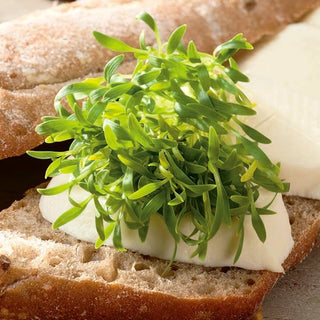 Semi per germogli - Coriandolo - Aroma fresco ed erbaceo, facile da coltivare - Coriandrum sativum - Busta Grande - 100 g