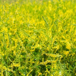 Meliloto giallo - Pianta aromatica da sovescio - Melilotus officinalis - Busta Grande - 100 g