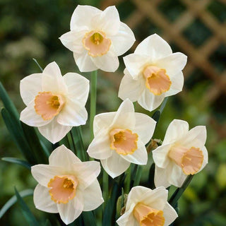 Narciso - Salome - Narcissus - Profumo delicato e splendore primaverile - 5 bulbi