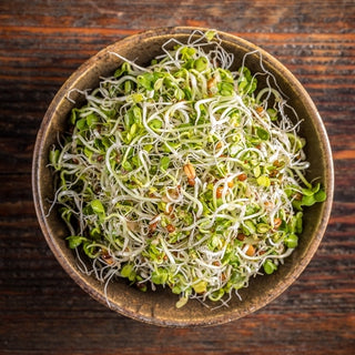 Semi per germogli - Finocchio - Aroma di anice, germinazione rapida - Foeniculum vulgare