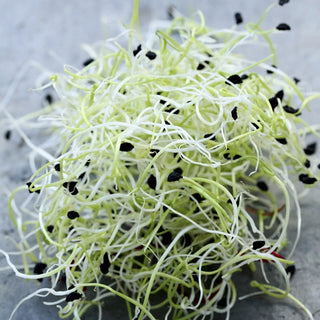 Semi per germogli - Porro - Delicato, dolce, antiossidante - Allium porrum