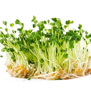Ruchetta - Semi per germogli - Alto contenuto di antiossidanti - Busta Grande - 100 g