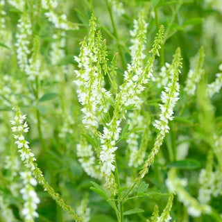 Meliloto bianco - Ornamentale bianco, sostegno per le api - Melilotus alba - 100 g