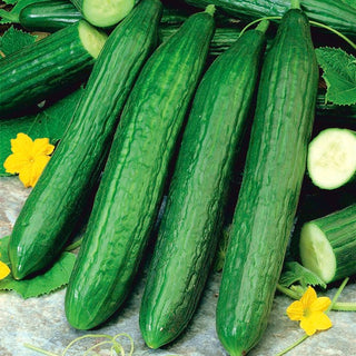 Cetriolo Caruso F1 - Gigante delle serre, varietà estremamente produttiva