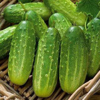 Cetriolino Polan F1 - Nastro preseminato - Produttivo e ideale per la conservazione