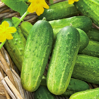 Cucumber Krak F1 - Disease Resistant, Ideal for Preserving - Premium Seeds