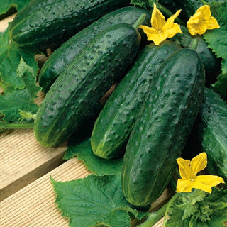Cetriolo Nadusha F1 - Qualità olandese, croccante e ideale per le conserve