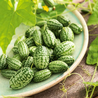 Cetriolo Messicano - Sapore di cetriolo, dimensione di un acino d’uva