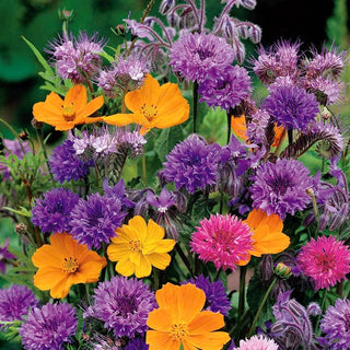 Miscuglio di piante dai fiori profumati - Profumi meravigliosi che inebrieranno il tuo giardino - Busta Grande - 100 g