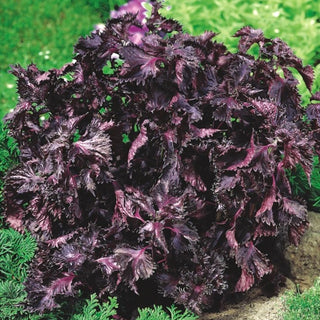 Perilla, Shiso rossa - Erba aromatica, foglie viola molto appariscenti - Perilla frutescens