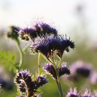 Facelia - Pianta che favorisce la biodiversità - Phacelia tanacetifolia - 500 g