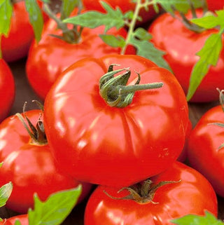 Pomodoro - Gigant - Raccolti abbondanti di pomodori giganti e deliziosi - Busta Grande - 10 g