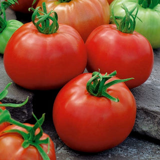 BIO Pomodoro - ACE 55 VF - Sano, biologico, perfetto per le conserve