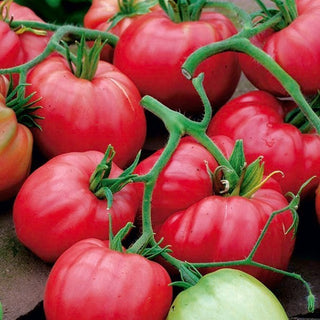 Pomodoro Cuor di bue - Carnoso, quasi senza semi, adatto ai supporti