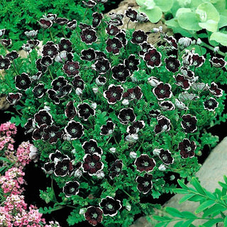 Nemophila Penny Black - Estremamente interessante decorazione estiva - Nemophila discoidalis