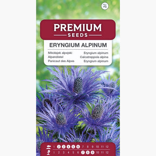 Calcatreppola alpina - Fioritura prolungata e spettacolare - Eryngium alpinum