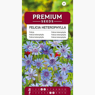Felicia heterophylla - Accento delicato nelle tonalità del cielo - Felicia heterophylla