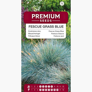Festuca blu - Erba resistente e bella per giardini rocciosi! - Festuca glauca